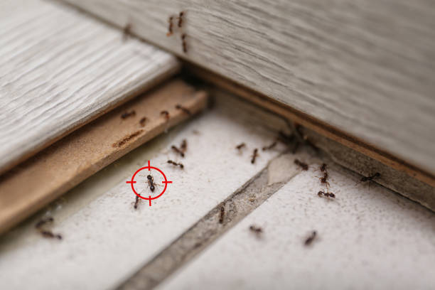 Best Best Pest Control Companies  in Mason, MI