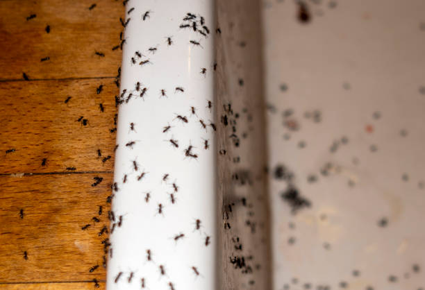 Best Affordable Pest Control Services  in Mason, MI
